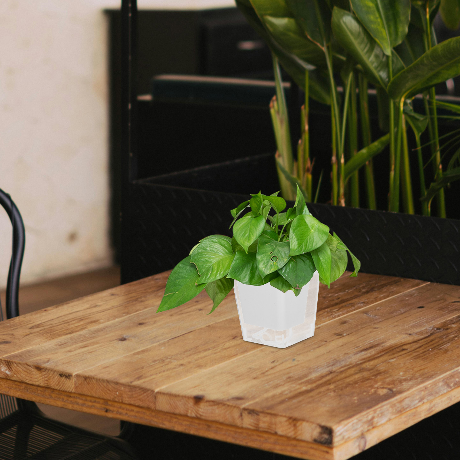 Pot de plantation compact pour - Self-Watering Planter avis et prix