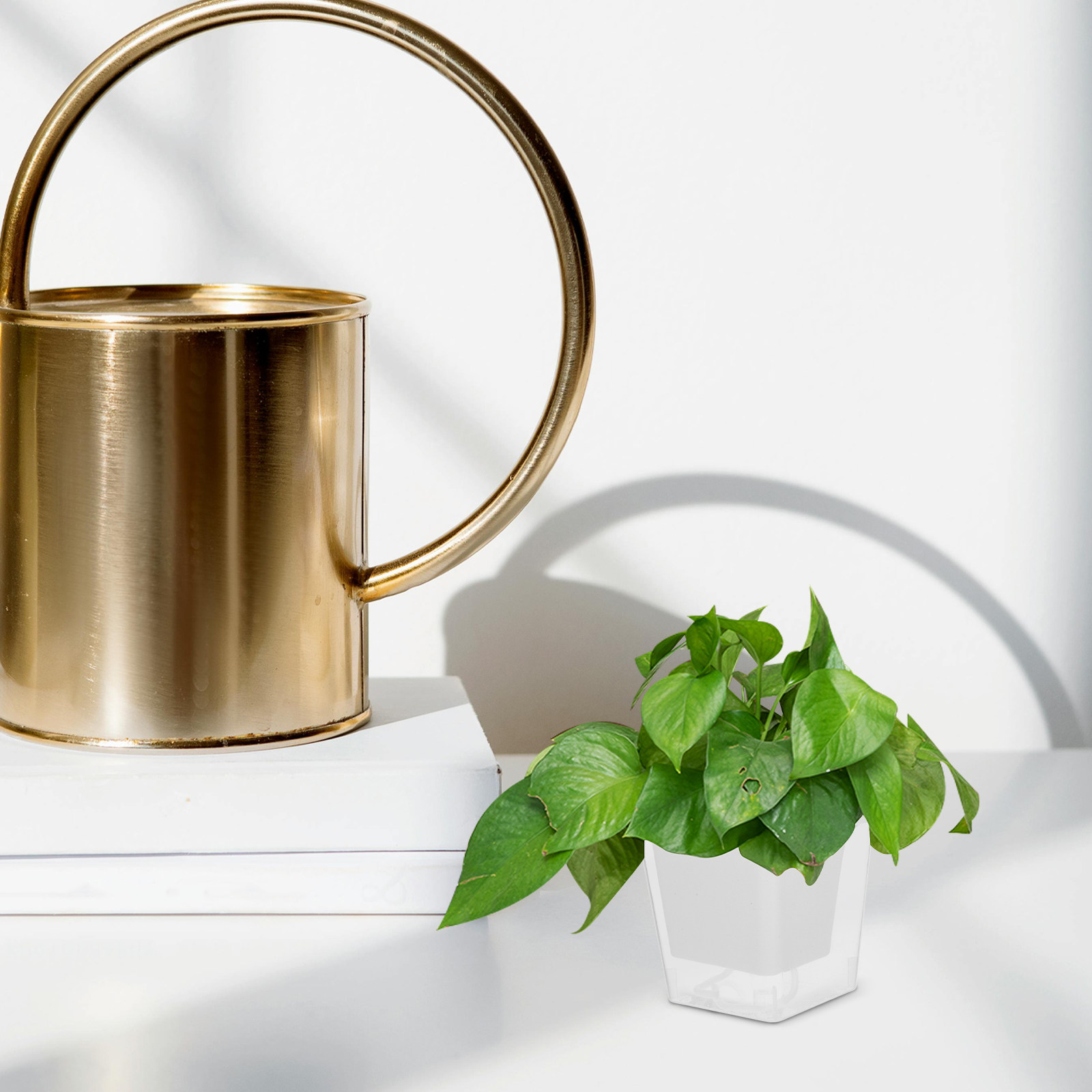 Pot de plantation compact pour - Self-Watering Planter avis et prix