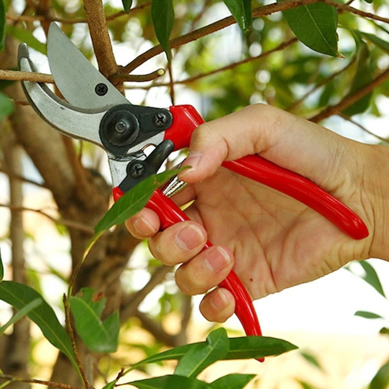 Sécatrices de greffage et d'él - Gardening Tools Quality avis et prix