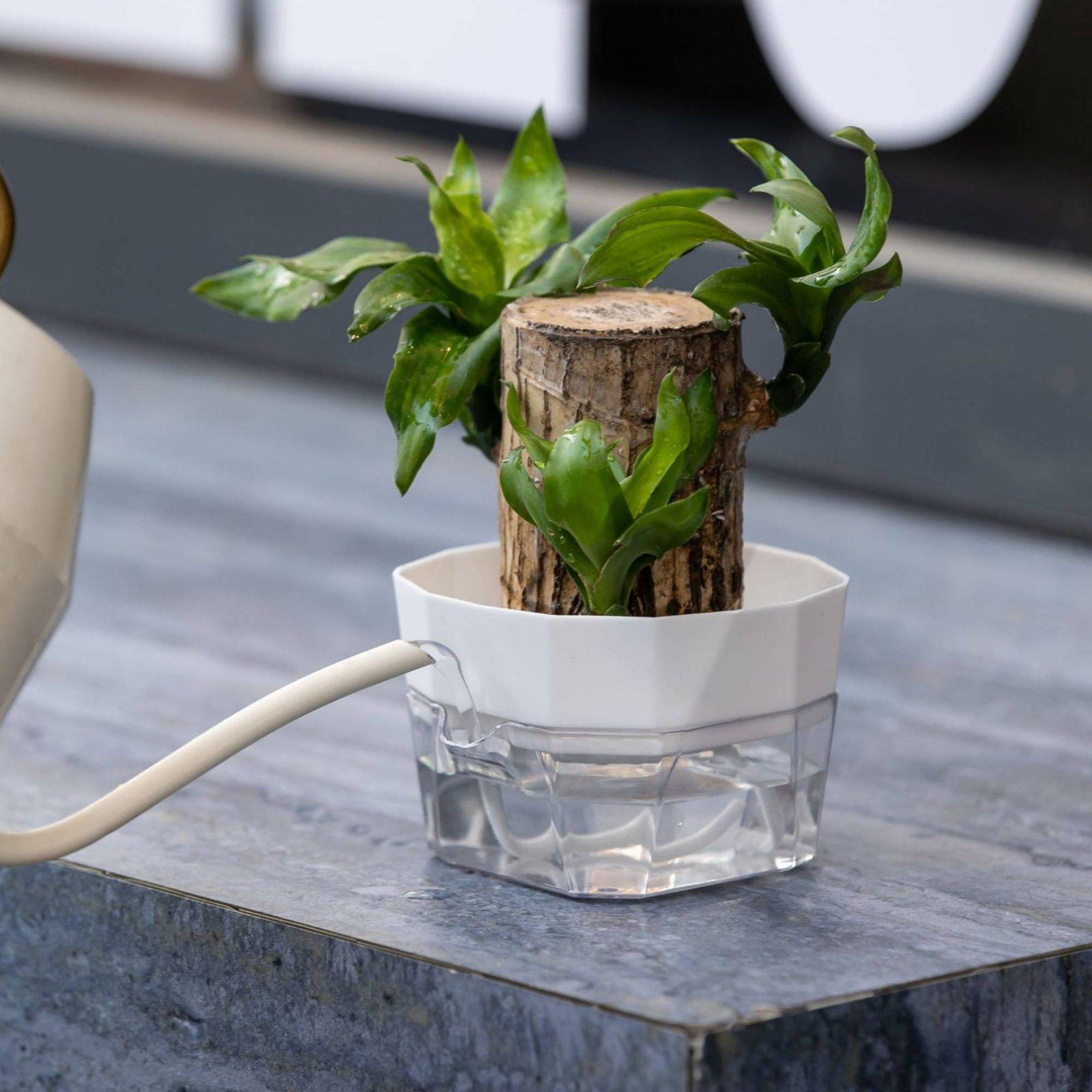 Vase hydroponique à deux nivea - Self-Watering Planter avis et prix