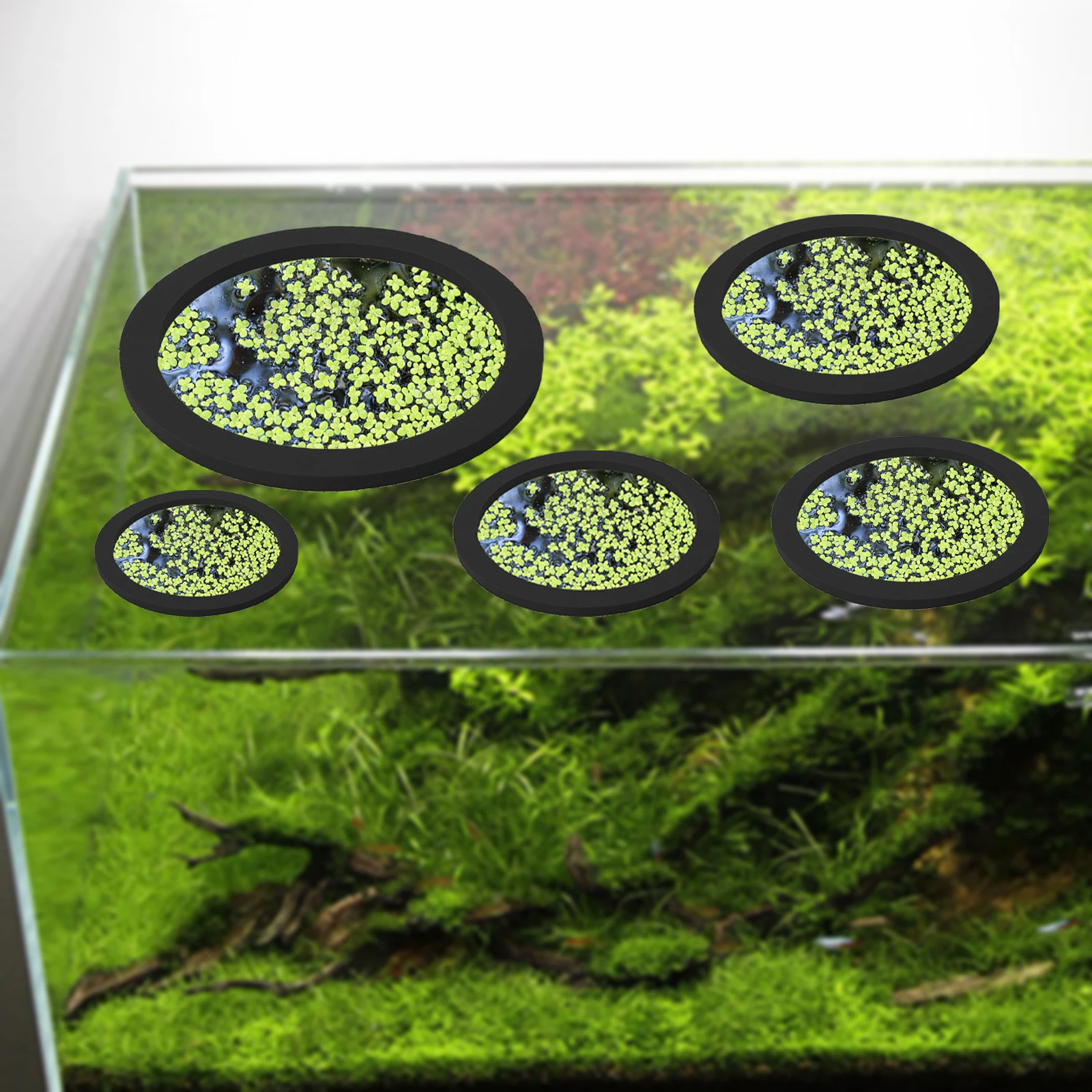 Anneaux d'Alimentation pour Aq - Aquaponics Fish Tank avis et prix