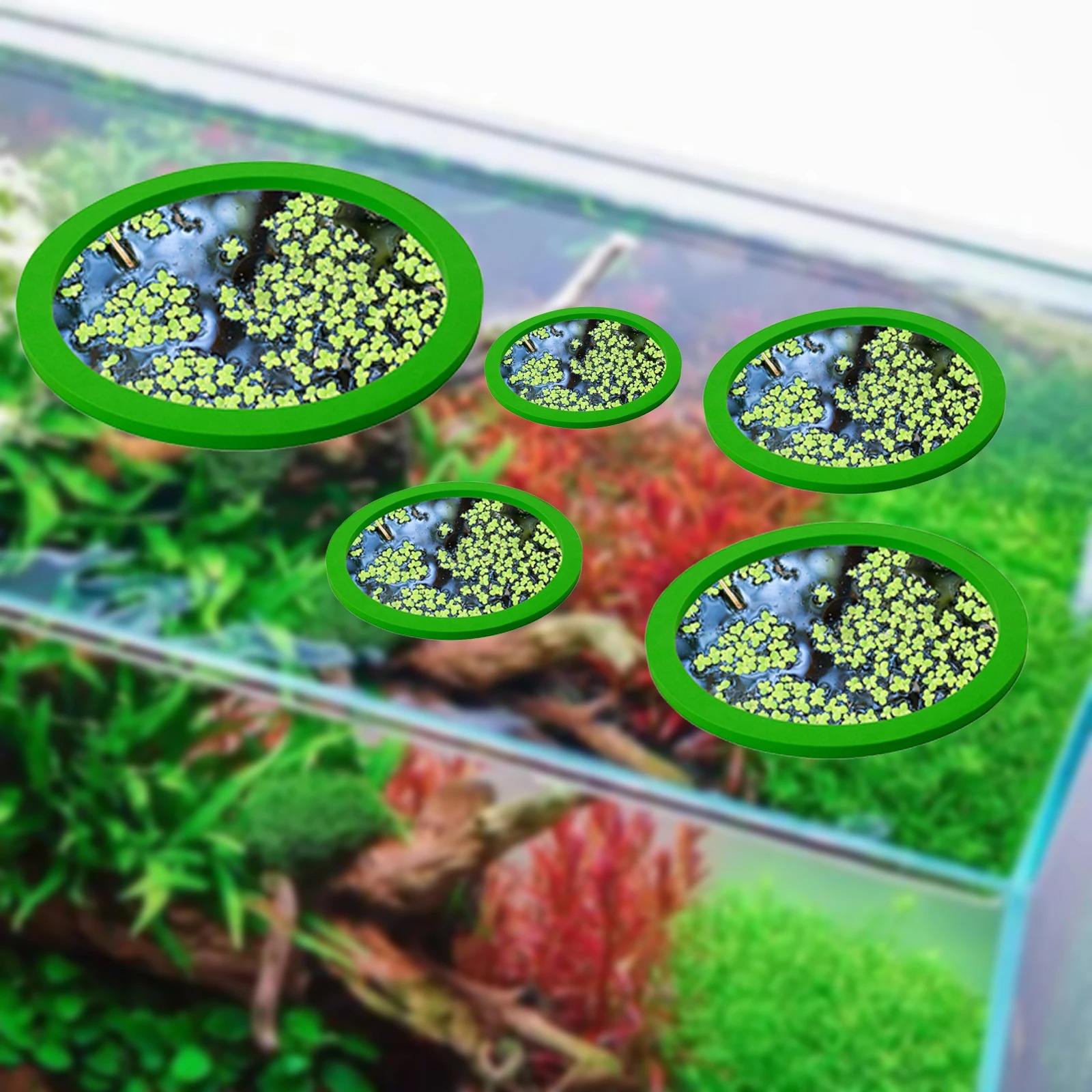 Anneaux d'Alimentation pour Aq - Aquaponics Fish Tank avis et prix