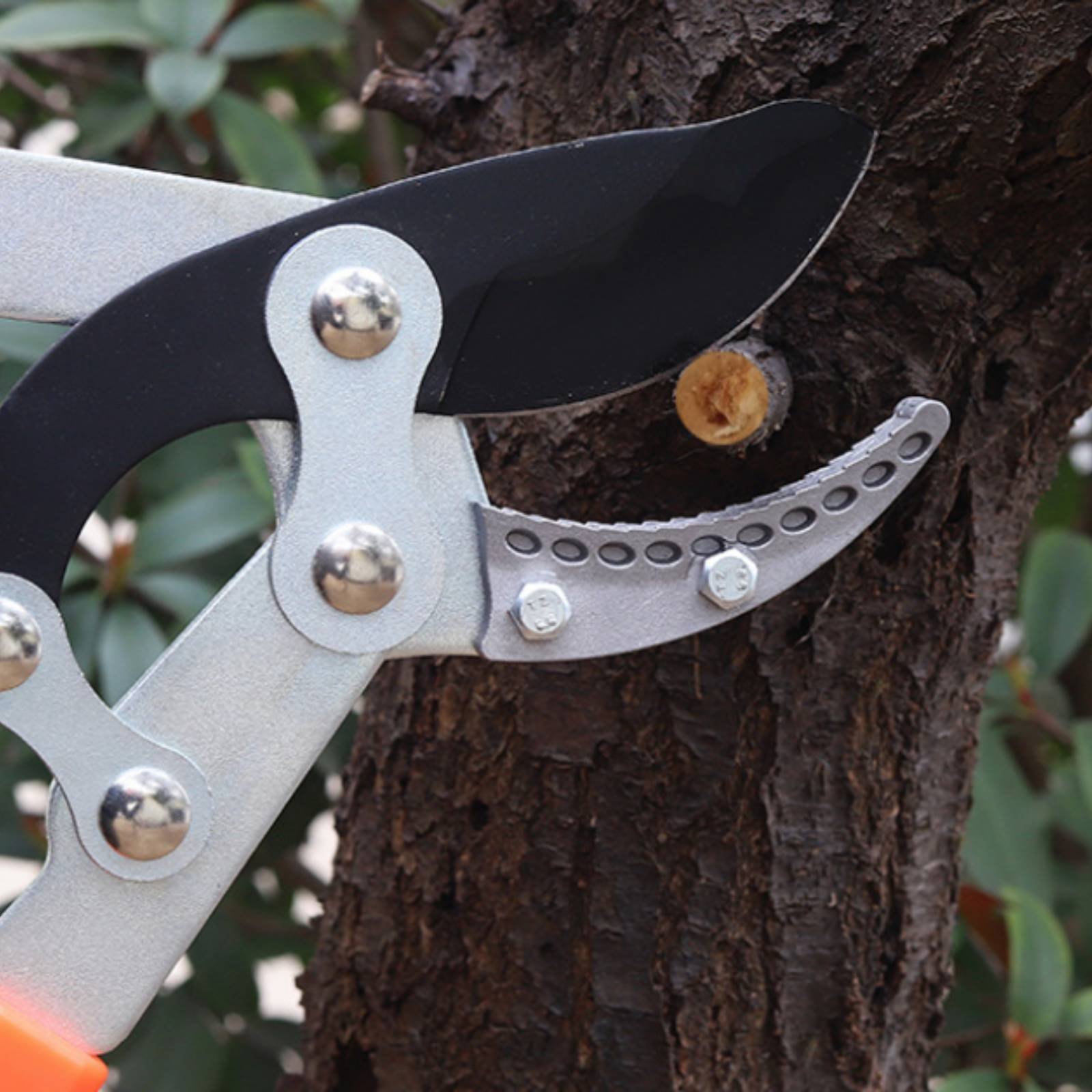 Sécateurs télescopiques à lame - Gardening Tool avis et prix